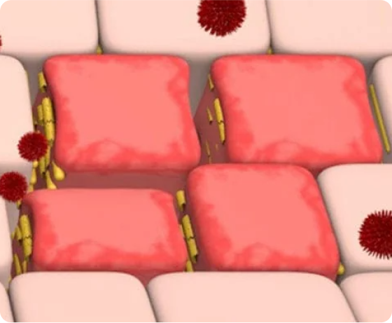 Visualisierung einer geschädigten Darmbarriere