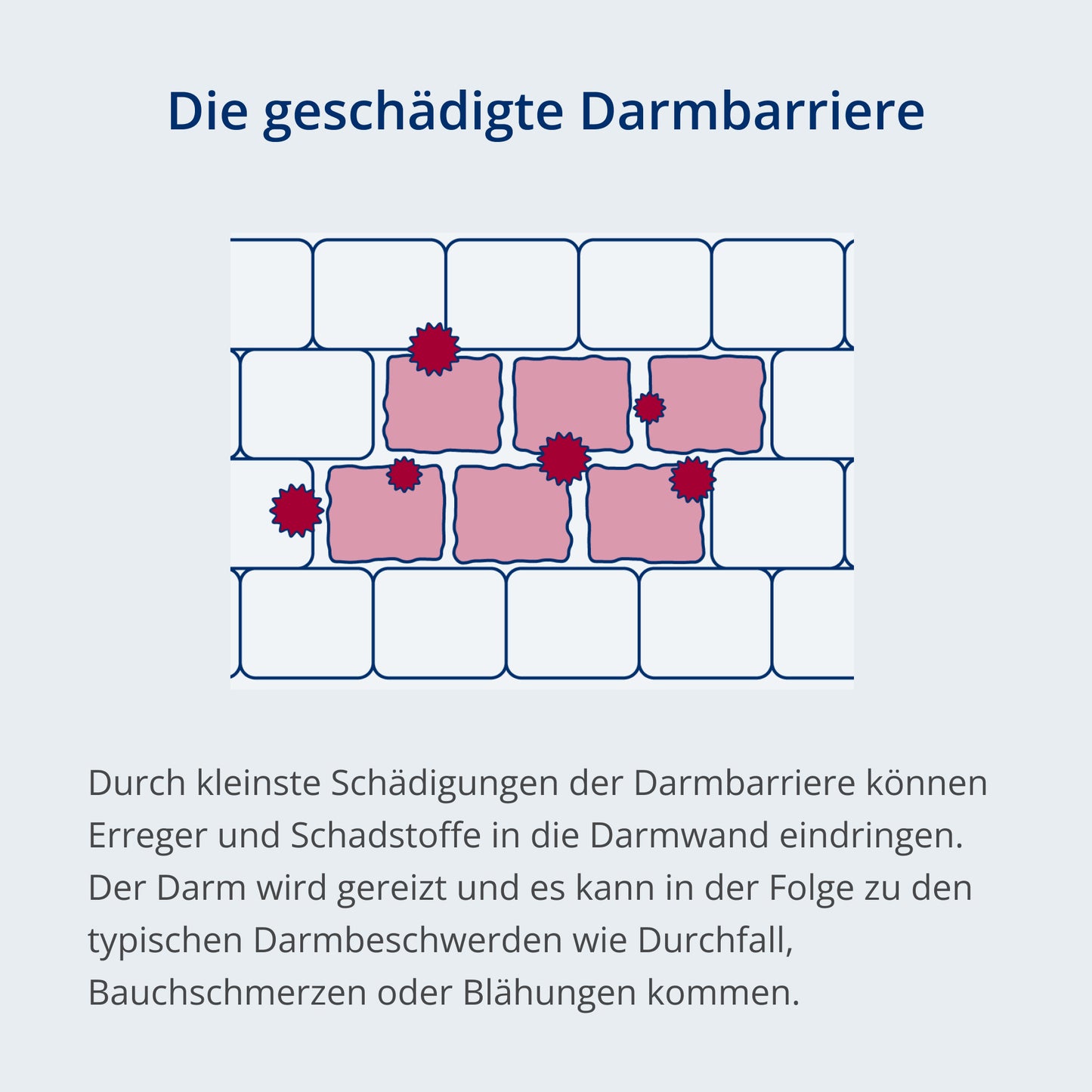 geschädigte Darmbarriere Original